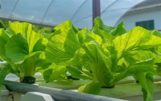 無土栽培蔬菜有哪些，常見的有番茄、苦瓜等