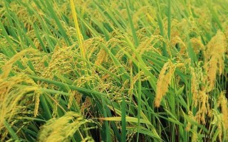 特優(yōu)679水稻品種的特性，每畝插(拋栽)10萬基本苗