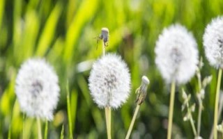 蒲公英有哪些產(chǎn)地，主產(chǎn)于河北、山西、陜西、湖南等多個省份