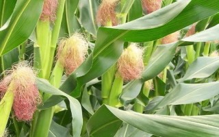 金玉1號(hào)玉米種子特征特性，全生育期147天