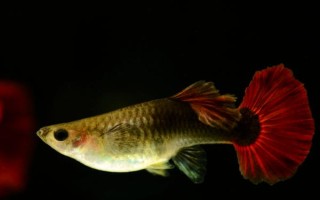 孔雀魚垂直頭朝下的原因及治療方法，環(huán)境刺激和年齡較大等均會導(dǎo)致