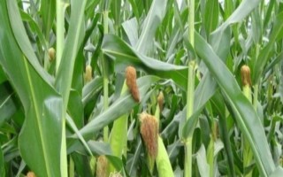 勝玉317玉米品種的特性，播種時土壤水份不足時