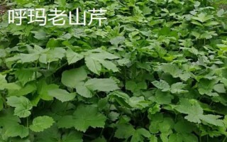 黑龍江省林口縣的特產(chǎn)，滑子蘑深受國(guó)內(nèi)外消費(fèi)者的喜愛