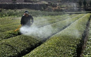 茶樹的生長溫度，日平均氣溫需要穩(wěn)定在10℃以上為佳