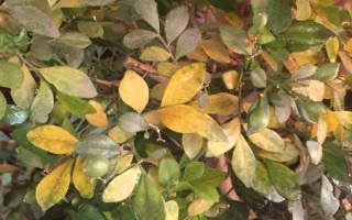 九里香如何養(yǎng)殖，養(yǎng)殖時應用排水性好的沙質(zhì)土