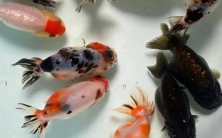 雌雄金魚(yú)如何區(qū)分，雄魚(yú)瘦長(zhǎng)、雌魚(yú)短圓