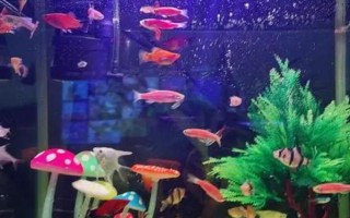冬天如何養(yǎng)魚(yú)，一定要保證好水溫