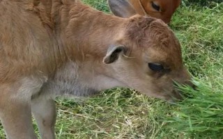 怎么喂剛下小牛的母牛，可以加大它們的飼料投喂量