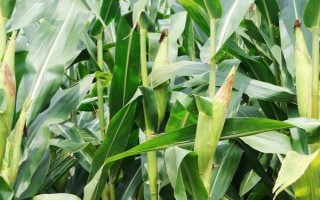 華良78玉米種簡(jiǎn)介，夏播生育期104天