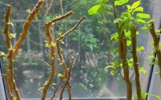 三角梅老樁發(fā)芽后的養(yǎng)護(hù)方法，每天要讓它曬光5-7小時(shí)