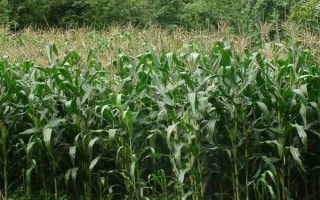 元華116玉米種子特征特性，中等肥力以上地塊種植