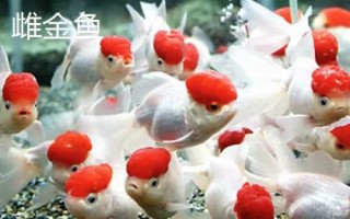 雌雄金魚(yú)如何區(qū)分，雄魚(yú)瘦長(zhǎng)、雌魚(yú)短圓