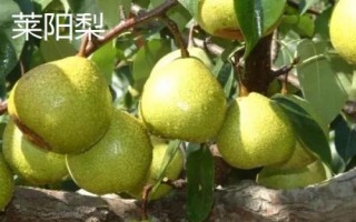 糖度最高的梨品種，不同的品種風(fēng)味也大有不同