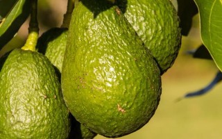 牛油果的成熟時間，一般為8-9月份
