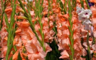 唐菖蒲怎么養(yǎng)殖，夏季要避免陽光直射
