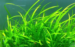 什么水草好養(yǎng)，常見(jiàn)的有綠菊、大寶塔、水蘭等