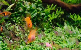 金波子是什么魚，是荷蘭鳳凰的變種