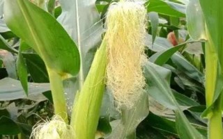 玉米香蕉穗的防治方法，保持適宜的密度可減少多穗發(fā)生