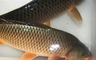 鯉魚的品種，常見的有紅鯉、豐鯉、錦鯉等