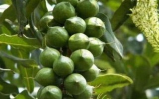 怎么栽培夏威夷果，干旱時堅持每天澆水1-2次