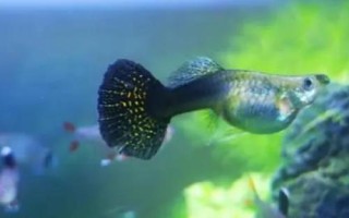 孔雀魚用什么水養(yǎng)，可以選擇自來(lái)水、湖水、河水或者井水