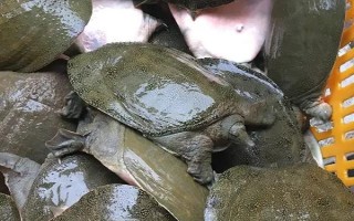 甲魚(yú)的宰殺方法，翻身后再砍斷脖子
