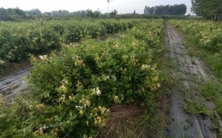 金銀花適合在哪里種植，適合種植在山坡灌叢或疏林中