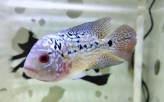 羅漢魚最佳水溫，需根據(jù)生長階段調(diào)整溫度