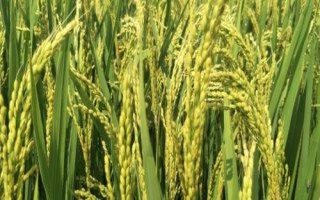 華兩優(yōu)2885水稻品種簡(jiǎn)介，鄂北4月中下旬播種