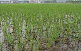 龍糯3號(hào)水稻品種的特性，4月15～20日播種