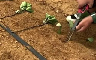 紅薯的收獲時間，通常是在9-11月份左右