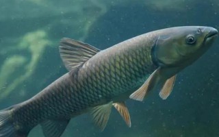 中國哪里的淡水魚產(chǎn)量最大，第一大省為湖北省