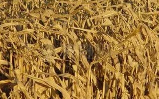 一畝玉米秸稈有多少斤，是根據(jù)玉米的品種來決定的