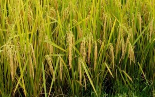 兩優(yōu)華166水稻品種的特性，中秈兩系雜交稻品種