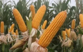 京科糯928玉米品種的特性，中抗小斑病