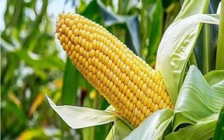 南泥灣18玉米種子特點，生育期春季平均106天
