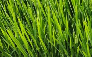 宇兩優(yōu)827水稻種子介紹，秧田畝播種量8－10千克