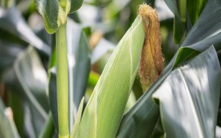 金盛1號玉米種子介紹，種植密度不宜過大