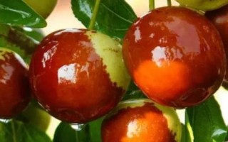 油棗的產(chǎn)地，產(chǎn)地為忻州保德