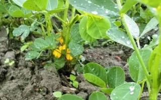花生下針多用什么藥物，烯效唑、縮節(jié)胺、蕓苔素內(nèi)酯是適宜選擇