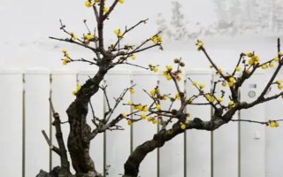 梅花的養(yǎng)殖方法，喜歡在陽(yáng)光充足的條件下生長(zhǎng)