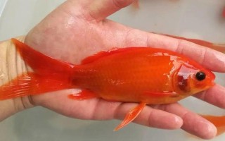 小金魚會(huì)不會(huì)產(chǎn)卵，發(fā)育成熟后是會(huì)產(chǎn)卵的
