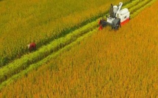 晴好天氣秋收秋種農(nóng)事建議，及時收獲成熟作物