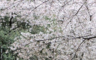 春天開哪些花，常見的有矮牽牛、杜鵑花等
