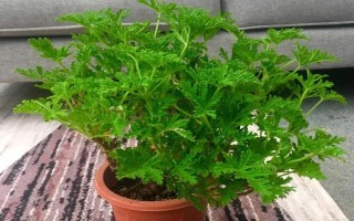 驅(qū)蚊草的盆栽方法，生長(zhǎng)期和盛花期要定期追施肥液