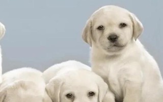 犬布氏桿菌病的診斷要點(diǎn)，以不發(fā)熱體表淋巴結(jié)腫大為特征