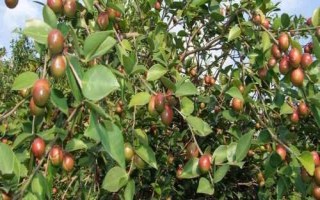 油茶樹的價(jià)格和種植前景，衍生品可應(yīng)用于多個(gè)領(lǐng)域