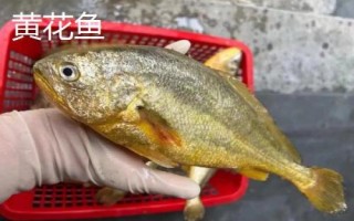 常見的魚類品種，大部分均為淡水魚