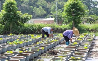 蓮花的養(yǎng)殖方法，每天的曬光時(shí)長(zhǎng)要超過(guò)7小時(shí)