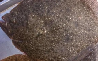 多寶魚深色和淺色的區(qū)別，主要體現(xiàn)在顏色不同
